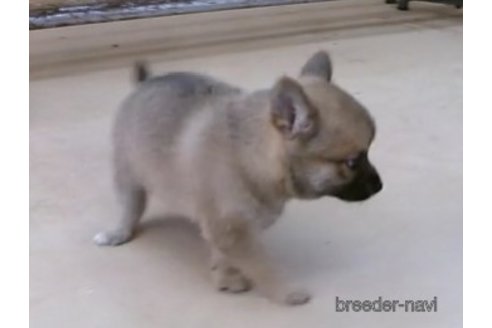 成約済の佐賀県のミックス犬-247733の3枚目